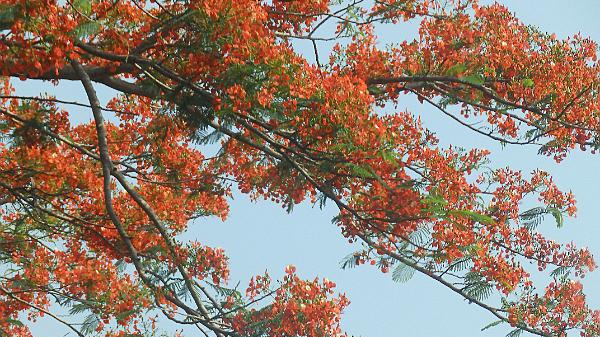 Alleppey (147)